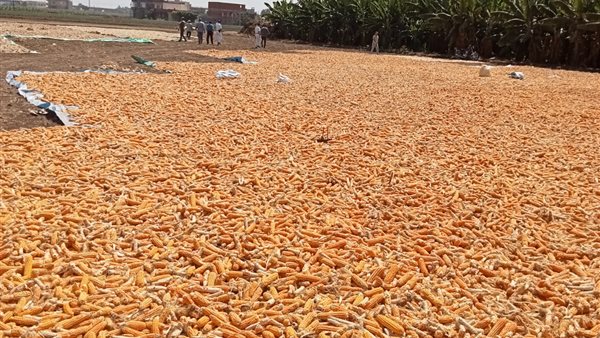 تقاوي الذرة 