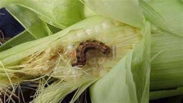 دودة الحشد الخريفية