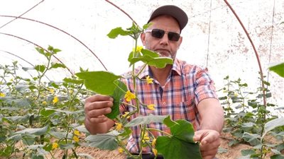 انتشار الحشرات وتساقط أوراق النباتات.. ما هي ظاهرة الاعتدال الخريفي؟