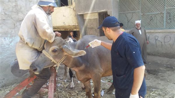قافلة بيطرية