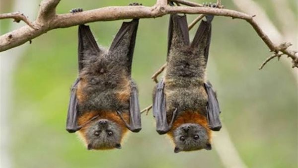 فيروس نيباه 