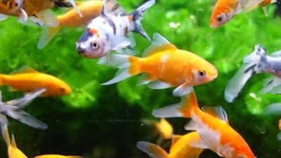 أسماك الزينة 3 بـ 10.. تعرف على الأسعار والأنواع في سوق الجمعة