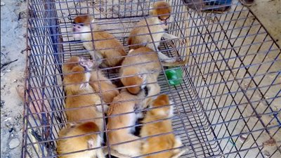 لمنع الاتجار غير المشروع.. البيئة تنظم حملة مكبرة على المزارع بطريق القاهرة الإسكندرية الصحراوي