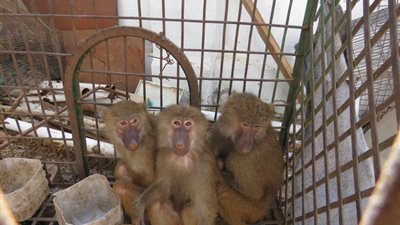 محظور الاتجار بها.. ضبط 16 قردًا و23 سلحفاة بإحدى المزارع بأكتوبر | صور