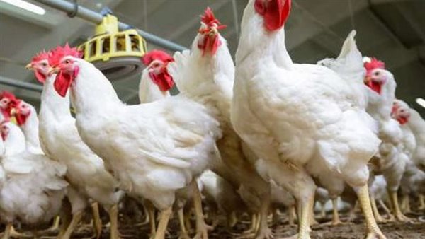 أسعار بورصة  الدواجن