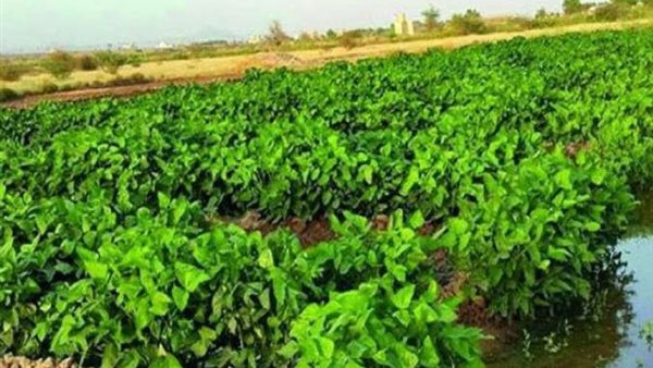 المحاصيل الزراعية