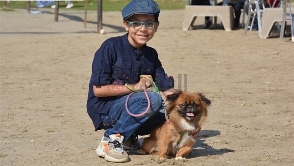 تجمع الحيوانات الأليفة