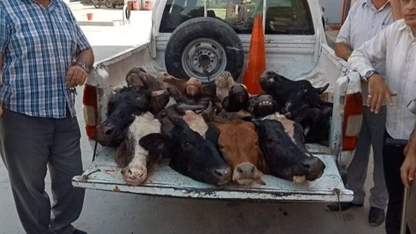 ضبط ماشية مذبوحة