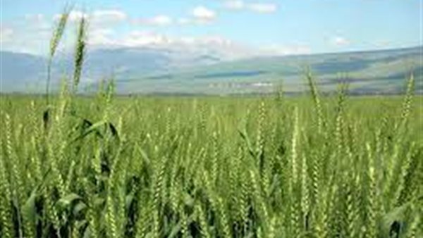 محصول القمح 