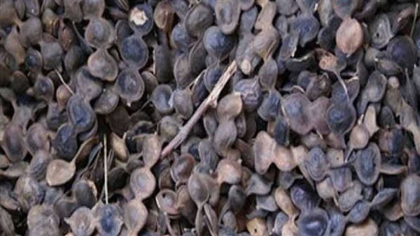 عشبة القرض العلاجية