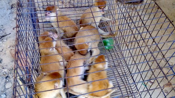 قرود من نوع باتاس