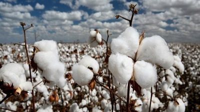 انطلاق المزاد الثاني لبيع محاصيل القطن في الشرقية.. وتوقعات بأسعار تاريخية