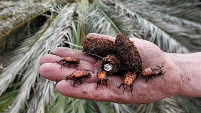 فحص 323 نخلة بالسوسة الحمراء في قنا.. وتحرك عاجل من الزراعة