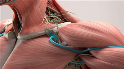 يُضعف العضلات بمرور الوقت.. أعراض مرض دوشين