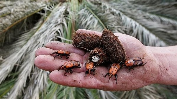 سوسة النخيل