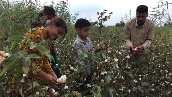 موسم حصاد القطن ببورسعيد