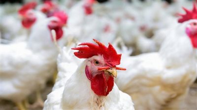 ارتفاع طفيف في أسعار الدواجن اليوم 1-8-2023
