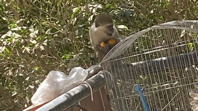 بيطري الجيزة: القرود الهاربة بحدائق الأهرام لم يتم ضبطها حتى الآن