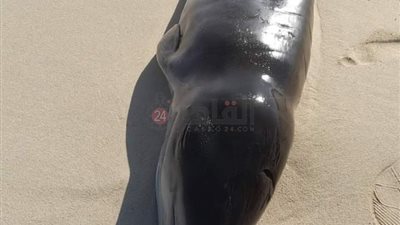 ننشر التفاصيل الكاملة للعثور على الدولفين النافق بأحد شواطئ مطروح | صور وفيديو