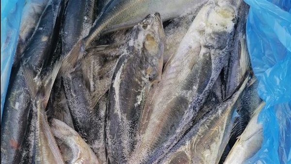 أسماك فاسدة بالبحيرة