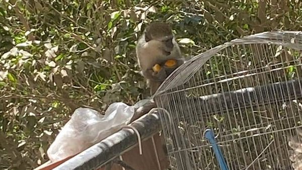 هروب القرود