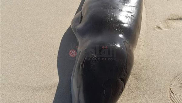 الدولفين النافق