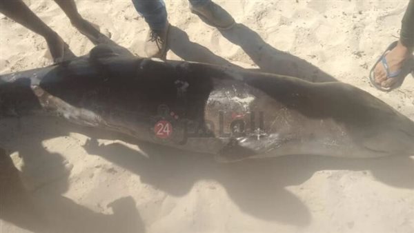 دولفين نافق بمطروح