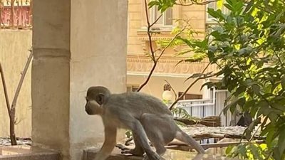 حديقة الحيوان تكشف آخر تفاصيل القرد الهارب بحدائق الأهرام