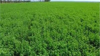 الزراعة تنشر توصيات لمزارعي محاصيل الأعلاف الخضراء الشتوية والصيفية خلال شهر أكتوبر 