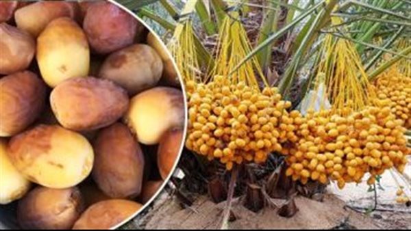 فوائد البلح 