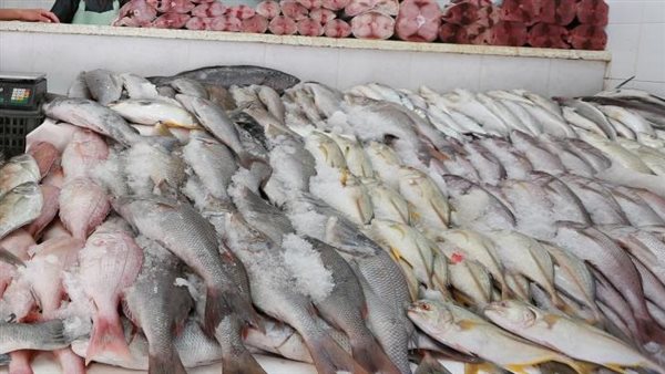 السمك البلطي