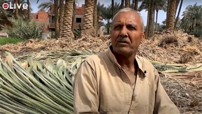 بعد موسم حصاد البلح.. جريد النخل يتحدى الاقفاص المستوردة من الخارج