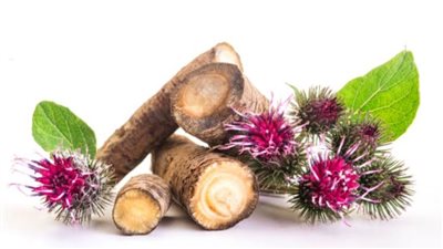  تعرفي علي فوائد بذور الأرقطيون