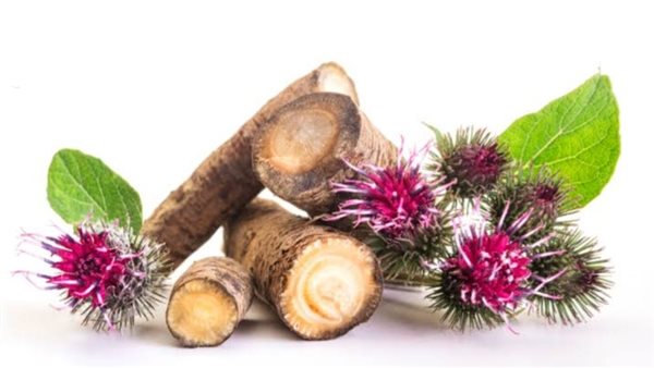 بذور الأرقطيون