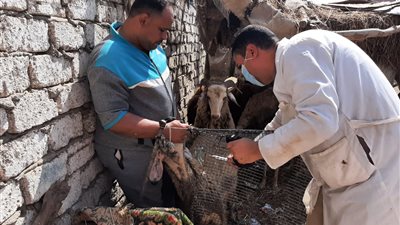 الزراعة: تحصين 380 رأسا من الأغنام والماعز ضد مرض طاعون المجترات الصغيرة 