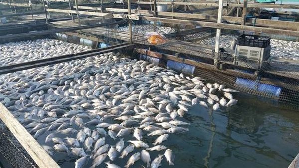 الثروة السمكية