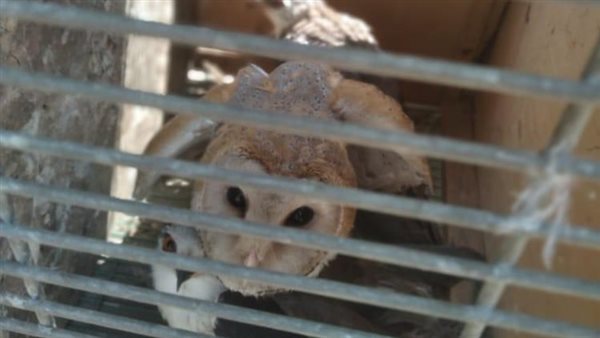 حيوانات وزواحف