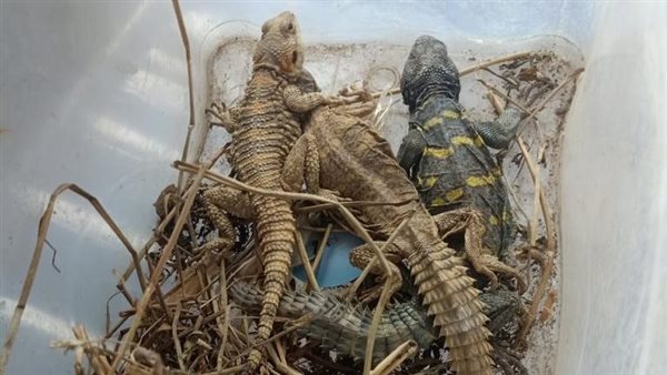 التماسيح التي تم