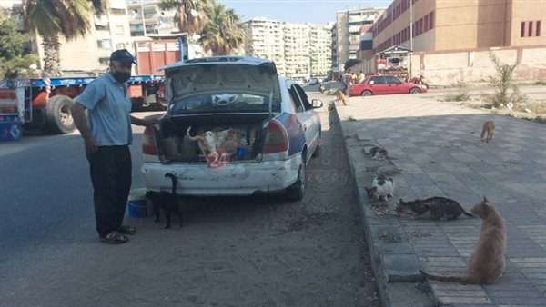 سائق تاكسي يطعم القطط