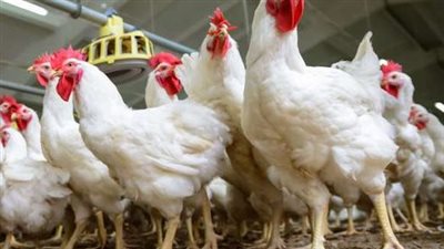 البط بـ 55 جنيه والحمام بـ 60.. أسعار الطيور اليوم في الأسواق