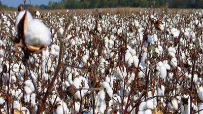 الذهب الأبيض.. جني 21 ألف فدان قطن بـ الدقهلية