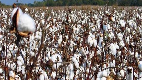 قطن الدقهلية