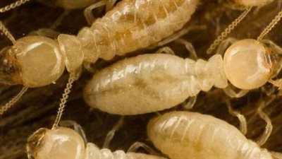 النمل الأبيض يغزو الإسكندرية ويهدد المساكن والأثاث