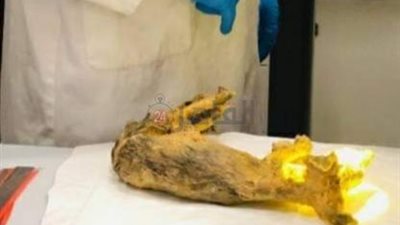 ننشر الصورة الأولي لتحنيط ثعلب في متحف الحضارة