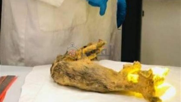 الثعلب المحنط 