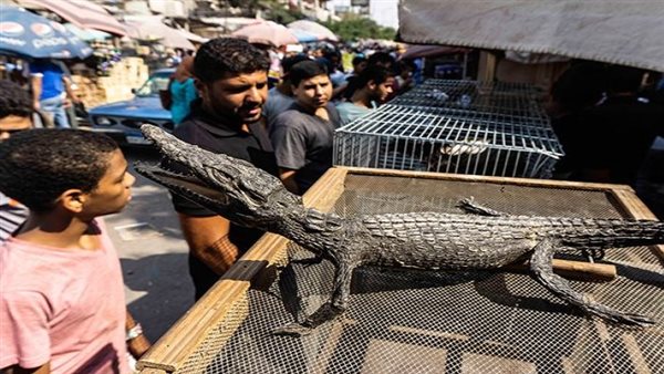 الحيوانات البرية