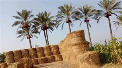 حصاد 121 ألف فدان أرز بالشرقية | صور