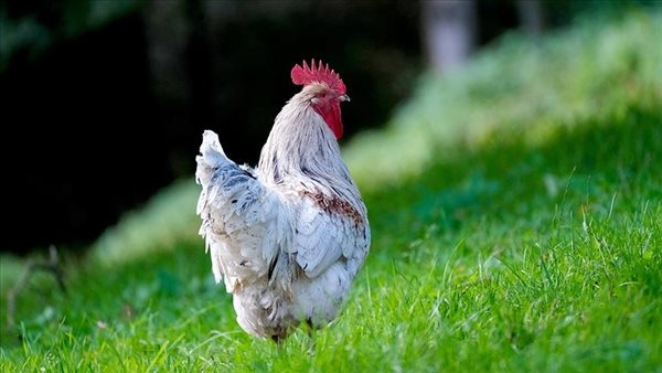 الدواجن والبيض