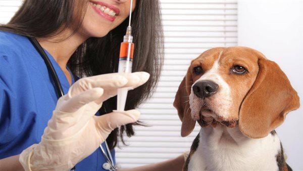 عدوى داء الكلب