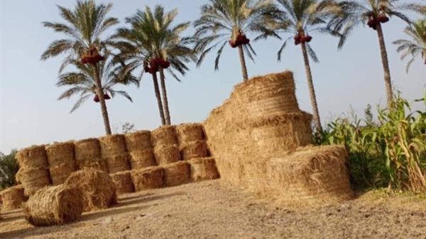 كبس قش الأرز بموسم